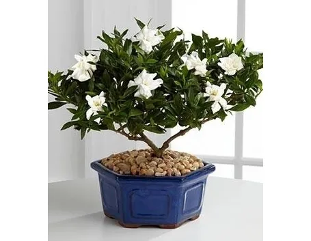 bonsai gardenia