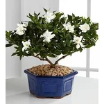 bonsai gardenia