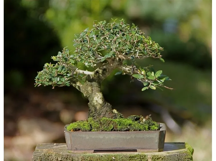 gelsomino bonsai