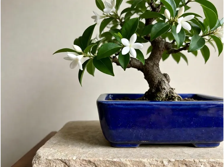 bonsai gelsomino