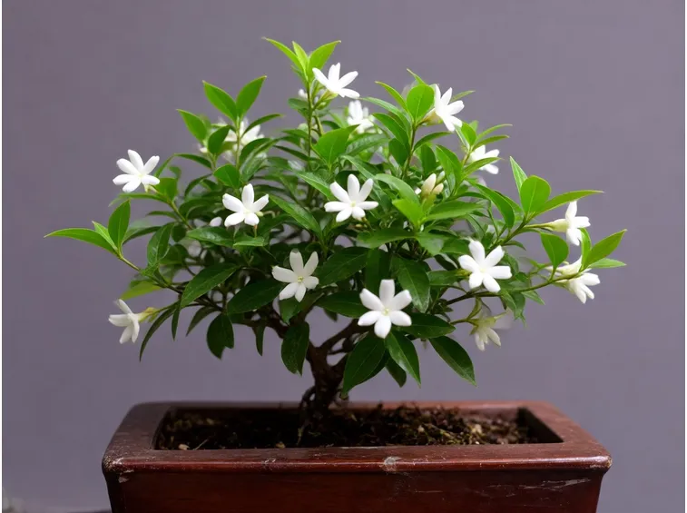 gelsomino bonsai