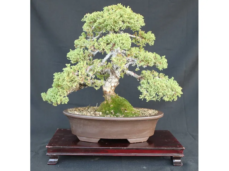 bonsai ginepro