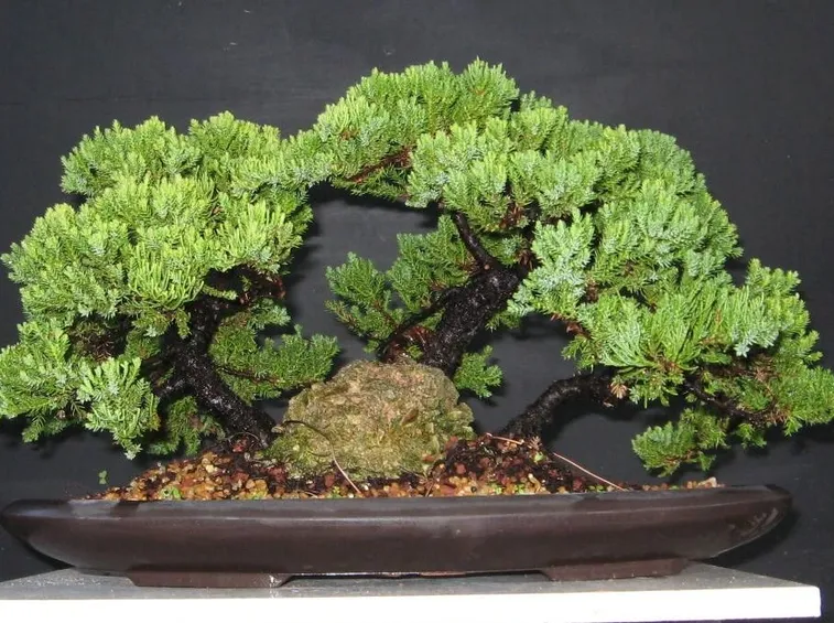 bonsai ginepro
