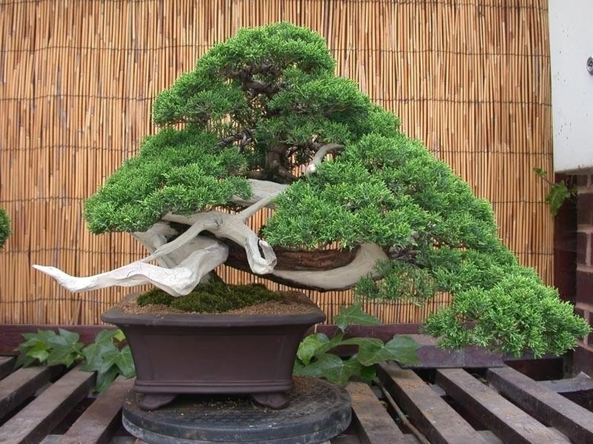 BONSAI GINEPRO