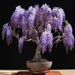bonsai glicine 