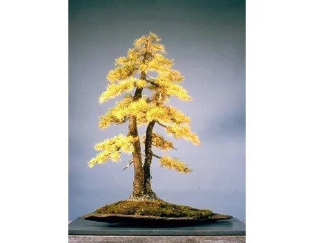 bonsai larice 