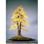 bonsai larice 