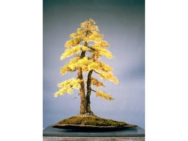 bonsai larice 