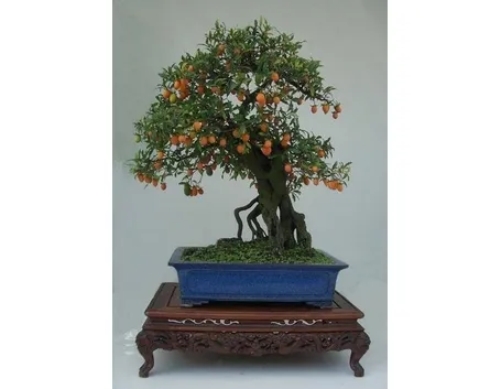 bonsai mandarino 