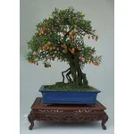bonsai mandarino 
