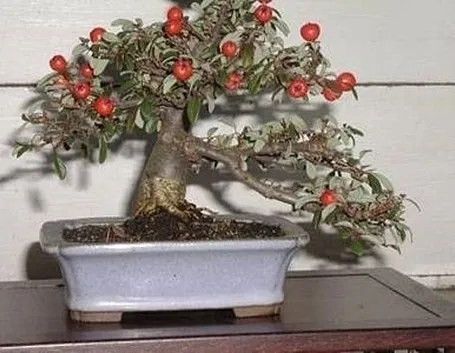 bonsai melo