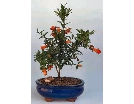 bonsai melograno