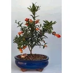 bonsai melograno
