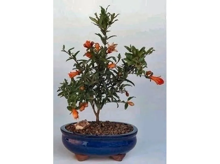 bonsai melograno