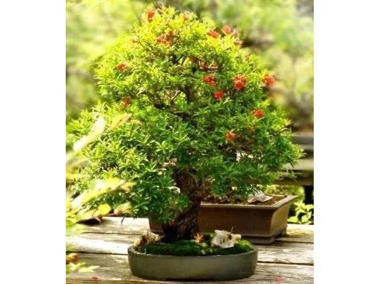 bonsai melograno