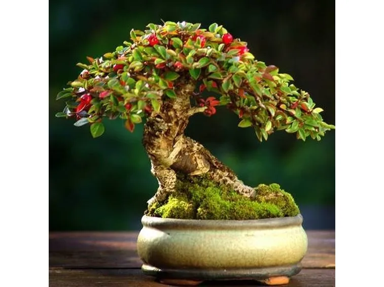 bonsai melograno