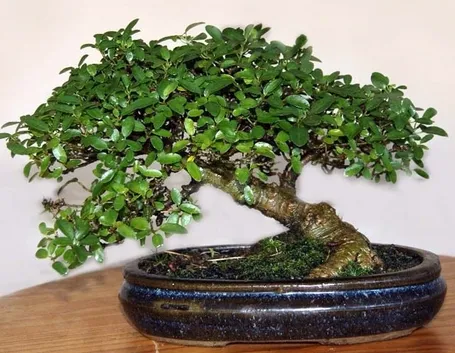 Esemplare di bonsai microcarpa