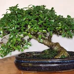 Esemplare di bonsai microcarpa