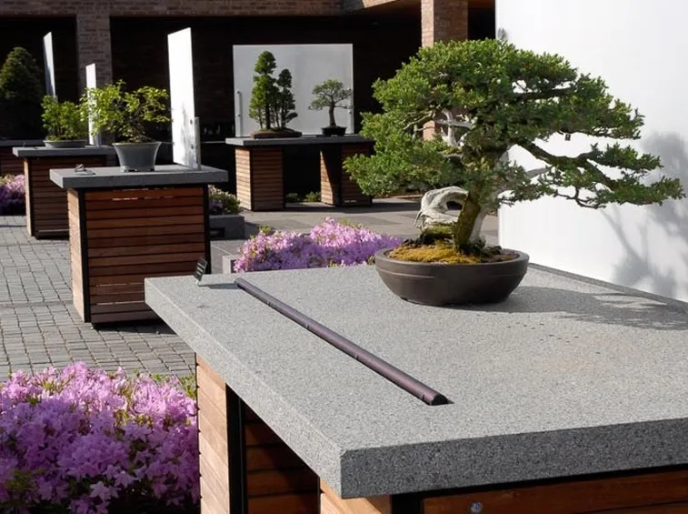 Esposizione di bonsai