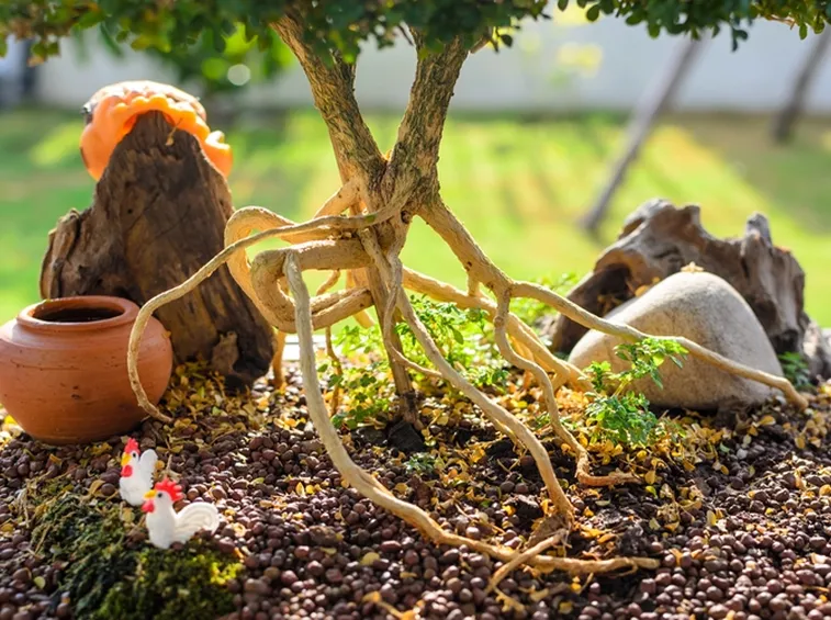 Radici aeree di un bonsai