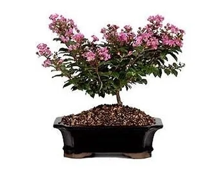 bonsai mirto 