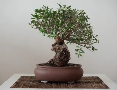 olivo bonsai 