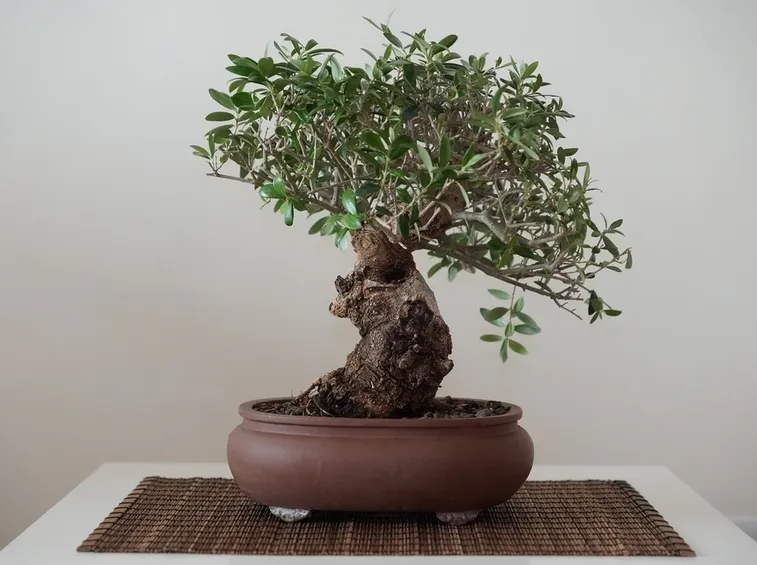 olivo bonsai 