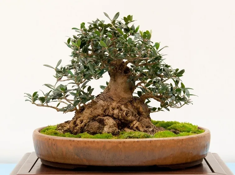 particolare esemplare di bonsai di ulivo