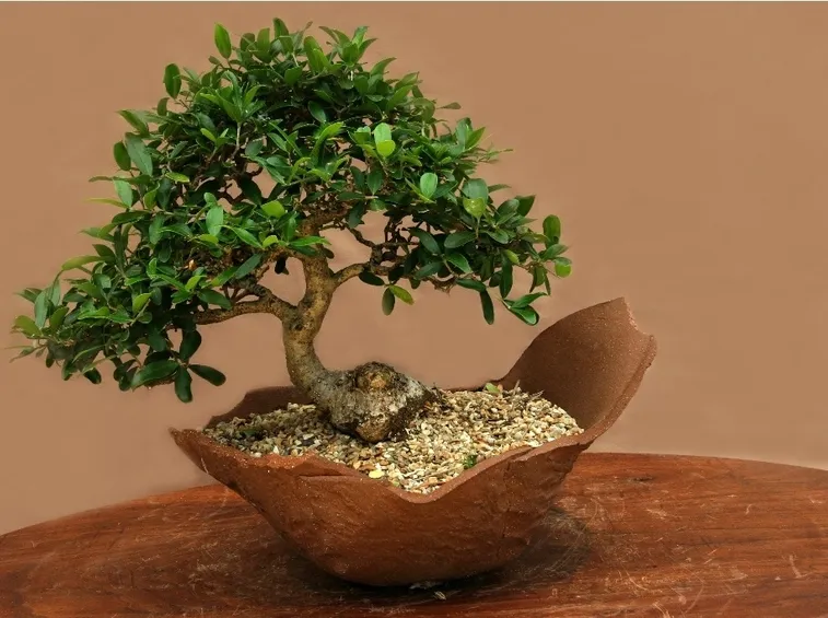 bonsai olivo 