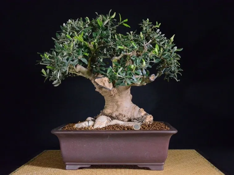 bonsai di olivo 