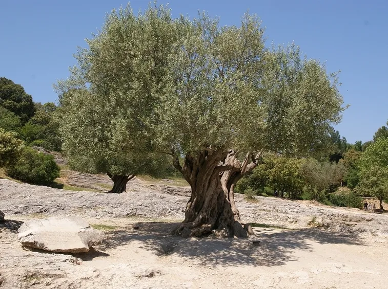 pianta ulivo