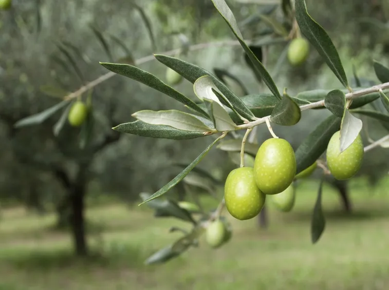 olive