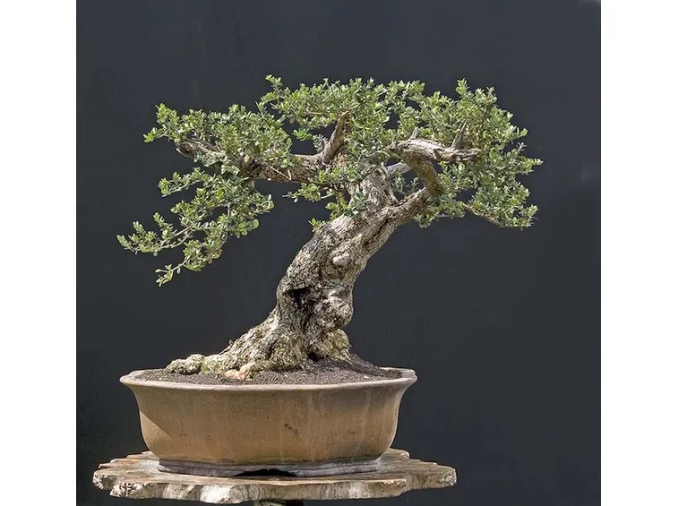 particolare bonsai olivo
