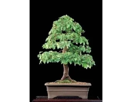 olmo bonsai