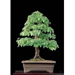 olmo bonsai