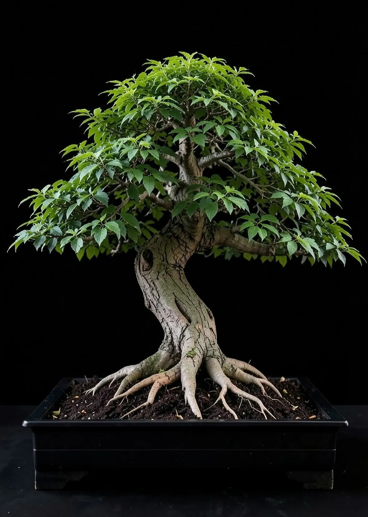olmo bonsai