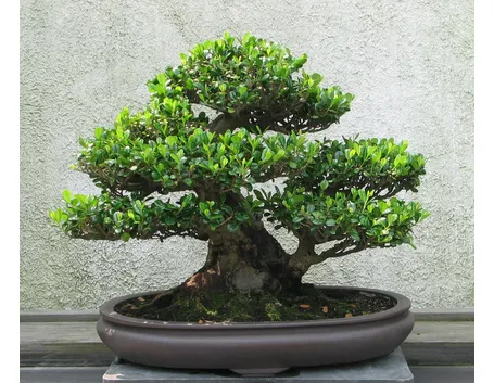 bonsai eurya