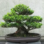 bonsai eurya