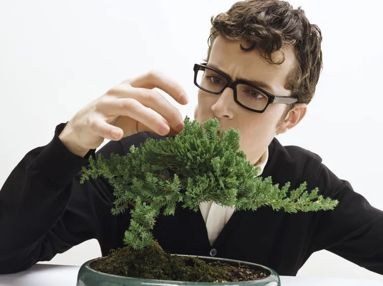 fare bonsai