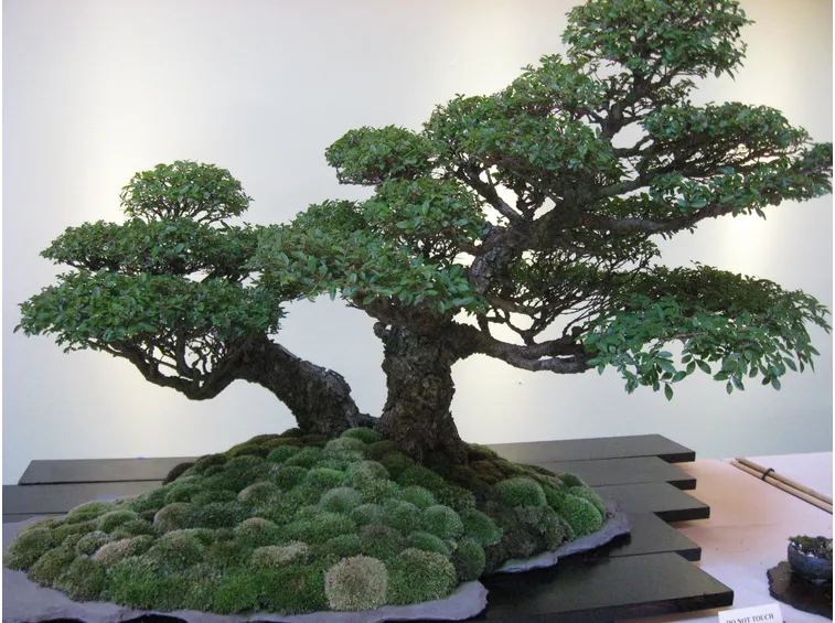 bonsai sequoia
