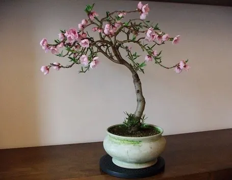 Bonsai pesco 