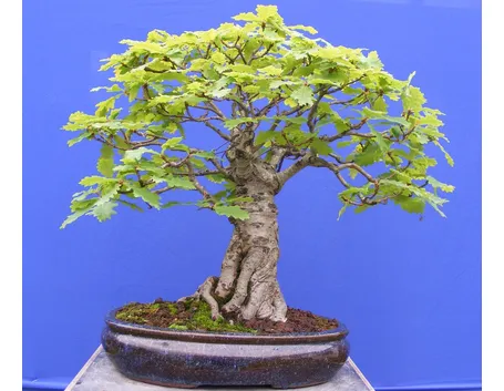 bonsai di quercia