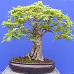 bonsai di quercia