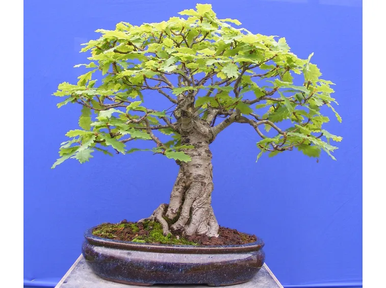 bonsai di quercia