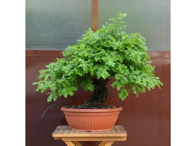 bonsai quercia
