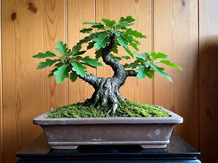 bonsai quercus 