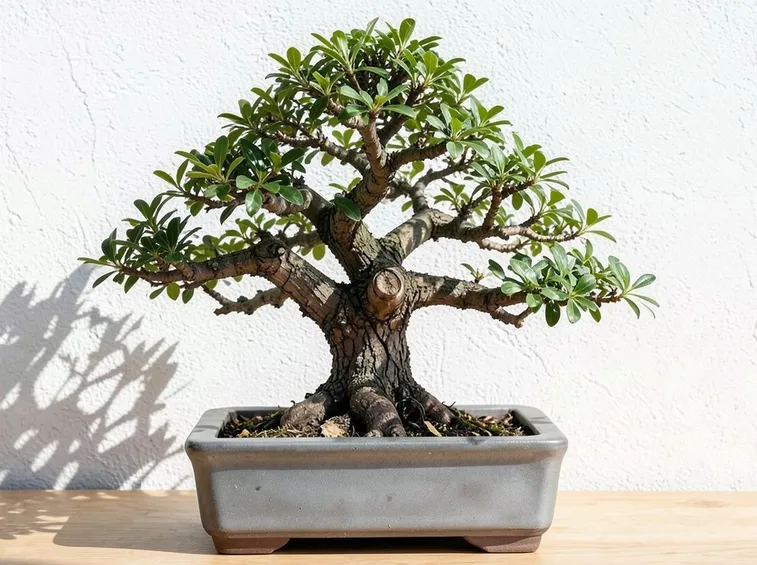 bonsai abiens alba quercus