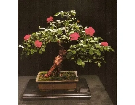Bonsai di rose 