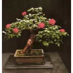 Bonsai di rose 