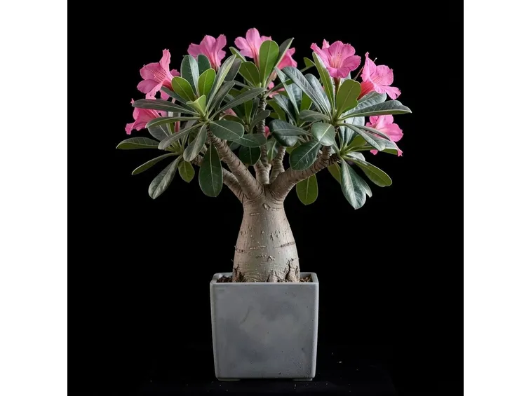 bonsai di rosa